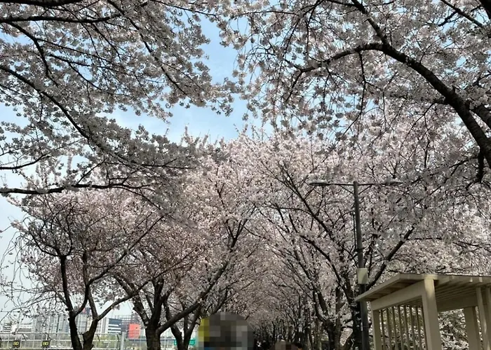 성수역, 중랑천 벚꽃길, 한강, 공항버스, 601 *